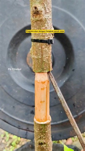 Simpel. Program akar dengan Cangkok pecah sisip. Bahan bonsai Loa. #programakar #cangkokpecahsisip #bonsaitree #belajarbonsai | Chiebul