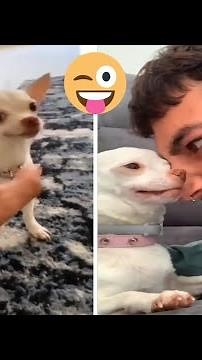Nikki the chihuahua dog compilation #1। Funny chihuahua TV