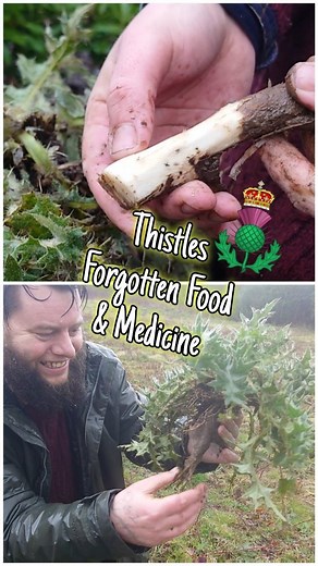 Thistles with their prickles guard a treasure chest of nature's forgotten wild food & medicine 🌱 They're leaves when striped of thorns reveal a refreshing succulent stem like a wild celery snack 🥗 Its roots can be enjoyed raw or cooked just like any other root vegetable, but it's free! 🥕 Not only delicious and nutritious thistles have many medical properties such as boosting milk production in pregnant women, reducing swelling in painful arthritic joints, & even protecting & healing our Liver