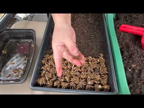 How to Pre-Sprout Ranunculus Corms Step-by-Step