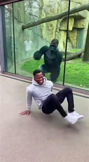 ゴリラとダンスバトル！ 🤣 #ゴリラ #動物園 #ダンスバトル #面白い動画