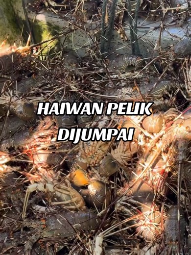 Haiwan Pelik Dijumpai di Laut