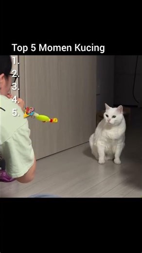 top 5 momen kucing #lucu #random #kucing ..part 159