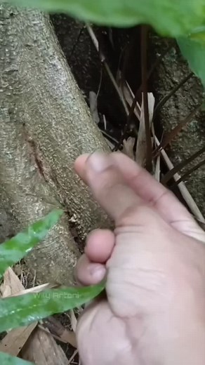 Sui Streamers on Instagram: "The Little One That Makes You Smile 殺 #animals #fantasy #AItouch #virals . . .  Credit: Wily Antoni (Facebook) Original video by: Wily Antoni ⚠️ WARNING: Do NOT copy or reupload my reels. Any unauthorized use will receive a copyright strike immediately. ⚠️"