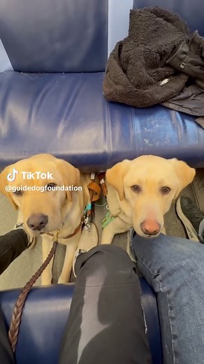Heartwarming Train Rides with Future Guide Dogs