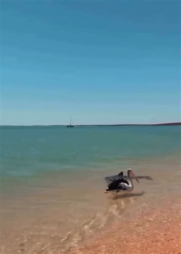 2.7K views · 22 reactions |  Unexpected Beach Buddies! ✨ A curious dolphin swims close to shore while a pelican stands by—two intelligent species sharing a peaceful moment by the sea!  #fbreelsfypシ゚viralシ #kaditheexplorer #viralreelschallenge #realstate #StarsEverywhere #viral #buddies | Kadi the explorer | Facebook