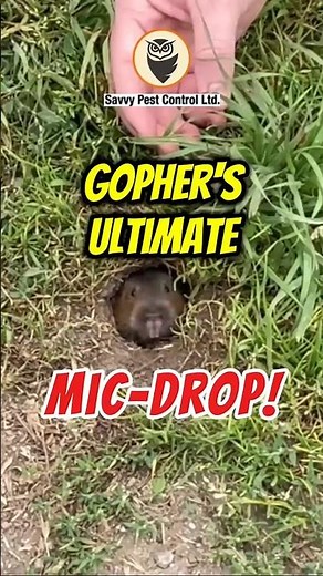 🤔🚨 Are Gophers Harmless? | Getting Rid of Gophers | Edmonton Pest Control