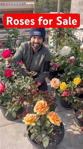 Buy Rose plant online