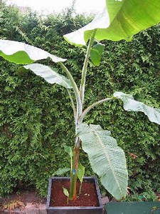 Musa yunnanensis - Alchetron, The Free Social Encyclopedia