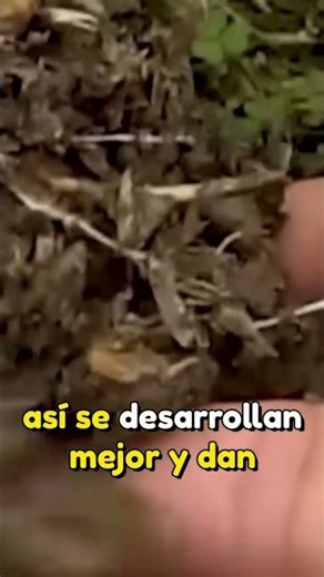 🥒 3 consejos clave para plantar pepinos y lograr una cosecha abundante