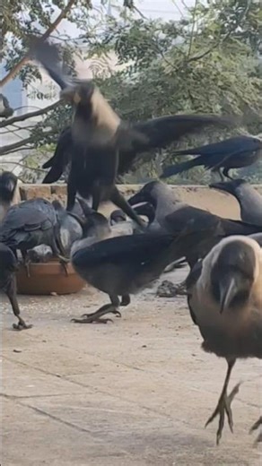 Baby Crow Crying for Food – So Dramatic! 🐣😂 #Shorts
