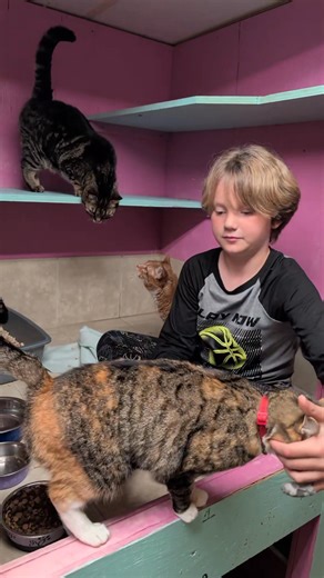 My little big animal whisperer. Lanex just Loves cats !!! Kitty Kottage at Loranda Farms | Micaela Lorraine Robinson