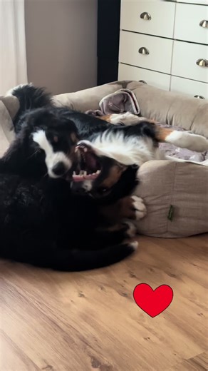 Understanding Bernese Mountain Dogs: A Complete Guide