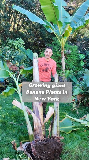 Alex Calamia on Instagram: "I’m growing GIANT banana plants in New York - and it’s time to put them to sleep for the winter. Did you know you can do that? It requires a sharp knife and a little chaos. Giant leaves taller than me are flying everywhere as I cut them off! That’s because I dig my banana plants up before winter. It’s is a huge stress on their roots & cutting the leaves off will limit water loss. This method doesn’t work on most plants, but bananas are special because they’re actually