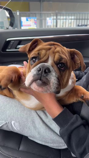 The Magic Word for English Bulldogs