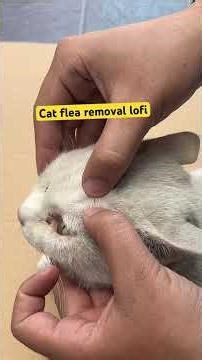 Cat flea removal lofi part 2