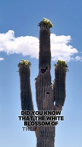 White Blossoms of the Saguaro Cactus 🌵 #nicolefordphotography #nicoleford #arizonalife #arizona #azlife #ilovearizona #adventure #photooftheday #instagood #explorearizona #landscape #usa #usareels #saguaro #roadtrip #landscapephotography #visitarizona #ArizonaTravel #arizonaliving #fypageシ #fypシ #explorepage #highlightsシ゚ #cactus #plant #flowers #flowerlovers | Nicole Ford Photography