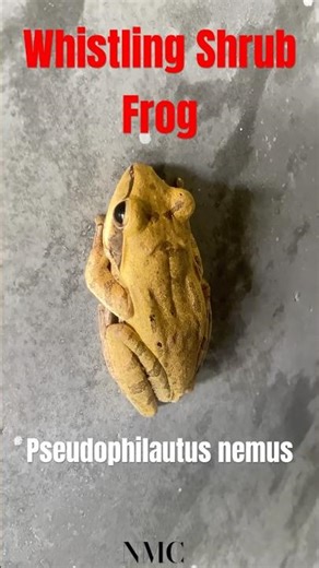 whistling shrub frog 🧬 Pseudophilautus nemus 🐸