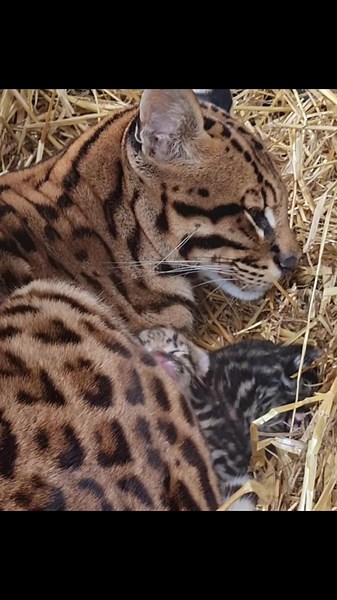 Naissance d'un petit ocelot au zoo