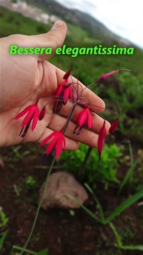 Elegant flowering plant known as Arete, Aretes, Aretillo, Tendril #flowers #plants