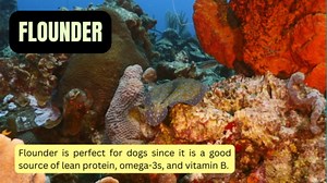 7 types of fish that are safe for dogs to eat