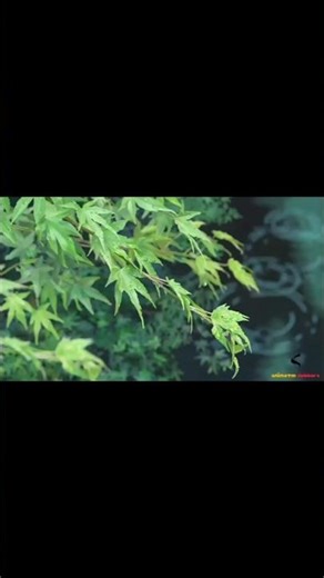 🌸 The Garden of Words (言の葉の庭 / Kotonoha no Niwa) #anime #viral
