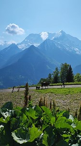 Balade en famille au pays du Mont-Blanc 🐮🏔 #montblanc #hiking #mountains #saintgervaismontblanc #landscape #nature | Saint-Gervais Mont-Blanc