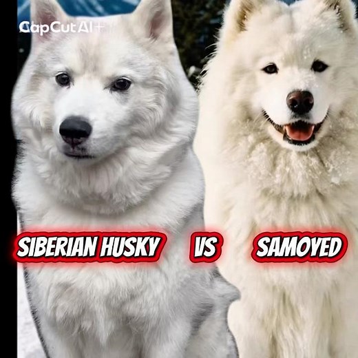 Samoyed vs Siberian Husky – Key Differences Explained | Dog Breed Comparison #siberianhusky #samoyed