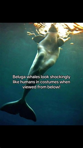 Proof that mermaids might be real? I can't unsee this... 😳 Do you think ancient sailors actually just saw beluga whales instead of mermaids? Drop your thoughts below! #belugawhale #fyp #oceanlife #foryou #mermaidmyth
