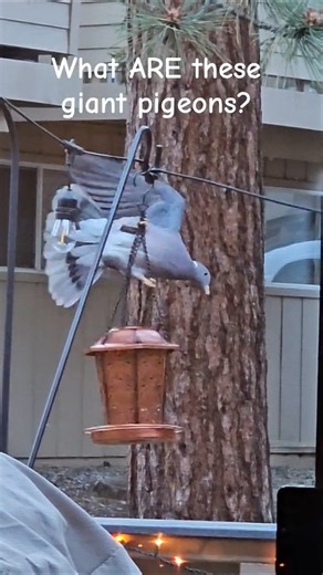 Lake Tahoe's Giant Forest Pigeons