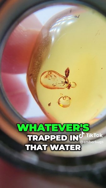 Rare Double Insect in Hydro: Fossilized Amber Discovery