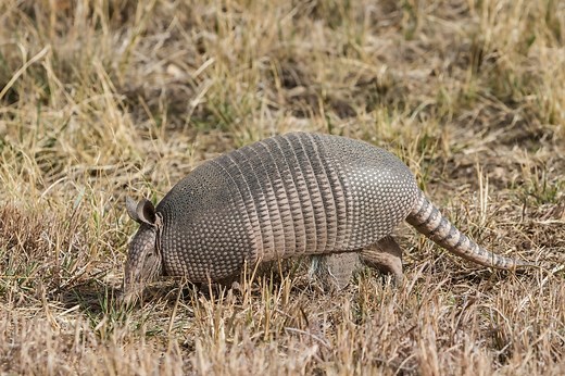 Armadillos are moving north toward Michigan: Here’s why scientists are watching closely