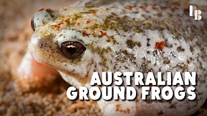 The frog that swallowed its young