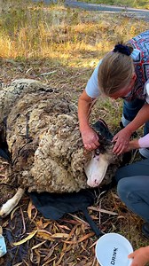 125M views · 2M reactions | The moment they finally get all the wool off is SO satisfying  Pam Edgar's Mission told us that when she lifted the wool from his eyes, she knew he was gonna make it! Learn more about Edgar's Mission on Instagram: https://thedo.do/Edgarsmission | The Dodo | Facebook