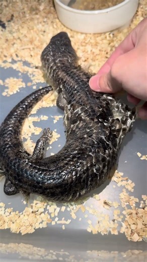 Helping My Lizard Remove Stuck Shed #reptiles #lizard #shedding