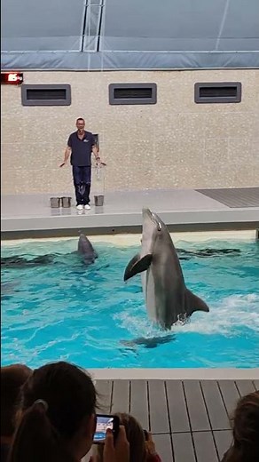 Tiergarten Nürnberg Delfin Show Delfine dolphins Zoo 2022 #zoo #dolphin #delfin #nürnberg #fy #fypシ