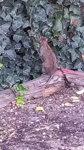 Wanderratte im Park (Rattus norvegicus) - Norway Rat in the Park
