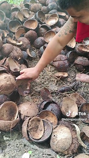 Discovering the Fascinating Tarantula Species in the Philippines