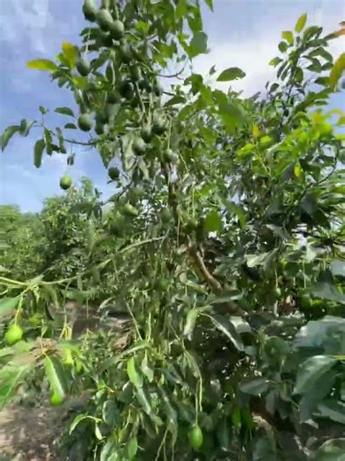 Así va la flor de aguacate Hass aventajada para la temporada 2026. #aguacate #avocado #campo