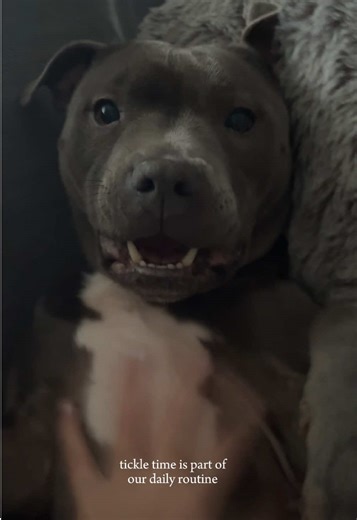 Myla the Blue Staffy's Favorite Game