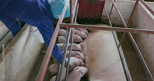 Woman pig farmer using a tablet to monitor progress of pigs on an industrial pig farm