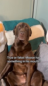 how well do you know moose? 👀😂 | Mel & Moose