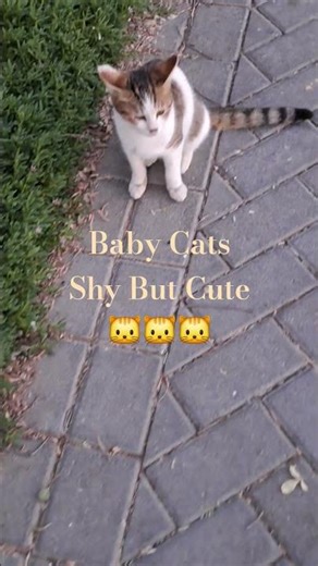 Baby Cats Shy But Cute🐱 #cat #shorts