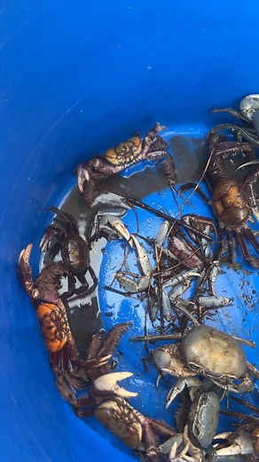 Do the Crab Them With the Ear Pandem? Jamaican Crab Sighting Explained