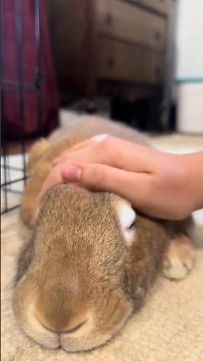 We raised an abandoned baby rabbit until it grew up 🐰❤️ | Heartwarming rescue story