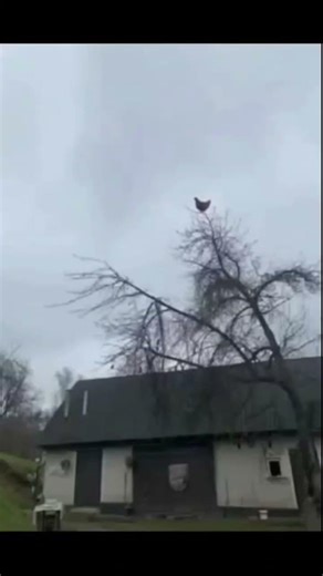 Screaming chicken meme