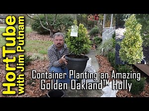 Container Planting an Amazing New Golden Oakland™ Holly