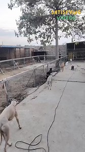 1.2M views · 4.9K reactions | Japan's Innovative Dog Walking Machines #PetTechnology #DogWalking #JapanInnovation #PetCare #HuntingDogs #SmartParks #DogTraining #FutureOfPets | Satisfying Videos | Facebook