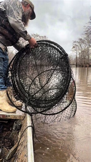 Hoop nets in Louisiana waters #godscountry #countrylife #fishing #catfish #catfish