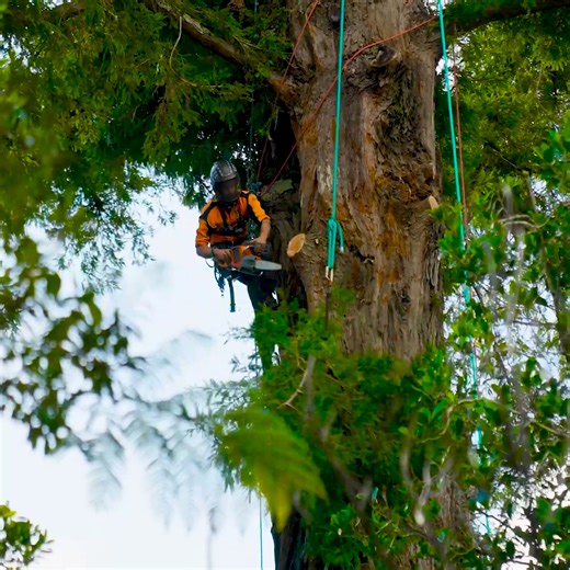 A culture's sentence, an arborist's burden - redefining tree value in a changing world | Madden Fuller